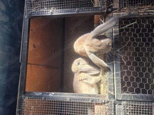 Pereche iepuri berbec german  - imagine 2