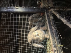 Pereche iepuri berbec german  - imagine 4