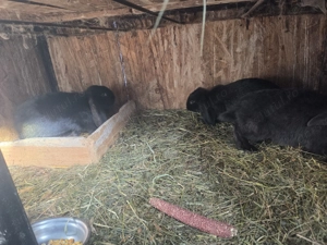 Pereche iepuri berbec german  - imagine 5