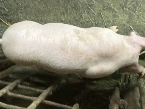 Purcei de vinzare marele alb landras