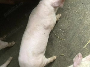 Purcei de vinzare marele alb landras - imagine 4