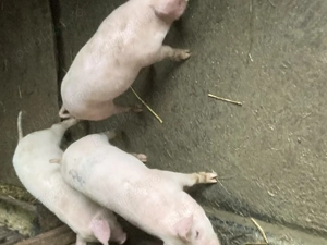 Purcei de vinzare marele alb landras - imagine 3