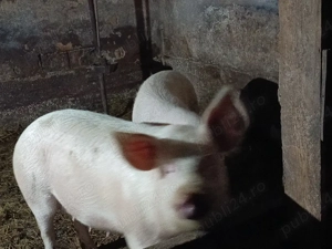 Vând Porc marele alb  - imagine 3