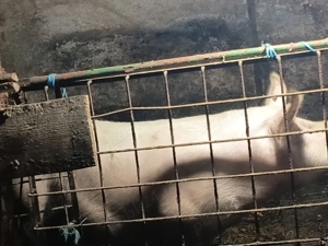 Vând Porc marele alb  - imagine 2