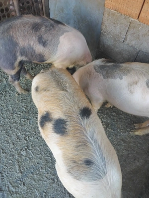 Burlinci Seica Mare - imagine 3