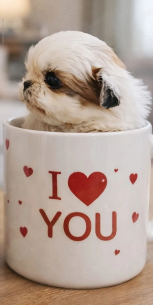 shih tzu talie mică botic turtit ajut cu transport în țară - imagine 4