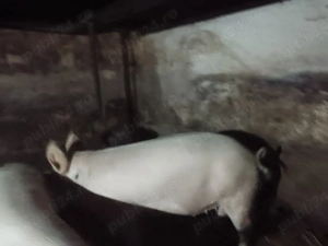 Vând Porc marele alb  - imagine 4