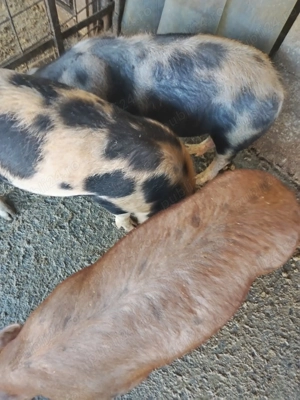 Burlinci Seica Mare - imagine 2