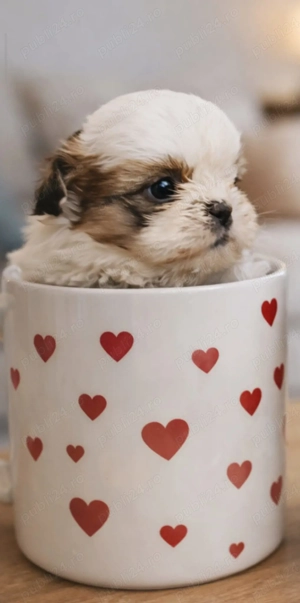 shih tzu talie mică botic turtit ajut cu transport în țară - imagine 3