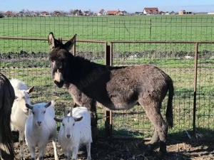 Magarita și Magar  - imagine 2