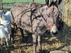 Magarita și Magar  - imagine 5