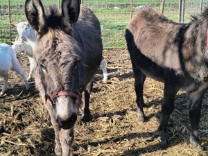 Magarita și Magar  - imagine 3