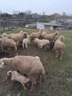 Vand 20 oi cu miei si  2 gestante - imagine 4