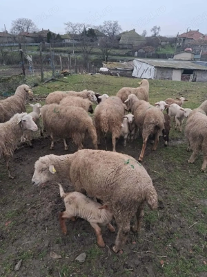 Vand 20 oi cu miei si  2 gestante - imagine 5