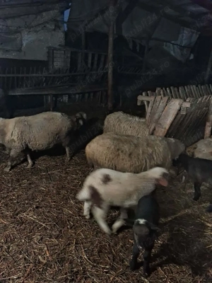 Vand 20 oi cu miei si  2 gestante - imagine 3