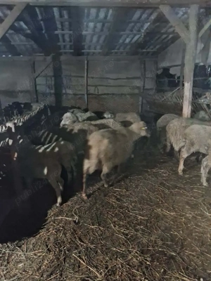 Vand 20 oi cu miei si  2 gestante - imagine 2