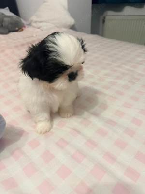 Vand pui shitzu 7 săptămâni  - imagine 4