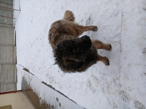 Vând pui caucazian - imagine 3