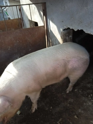 De vanzare porc 200 kg negociabil - imagine 2