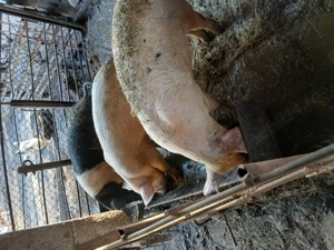 De vanzare porci - imagine 4