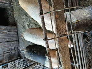 De vanzare porci - imagine 2