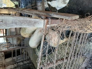 De vanzare porci - imagine 3