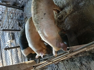 De vanzare porci - imagine 5