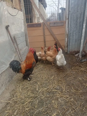 vând șapte găini și un cocoș și cinci rațe și doi rățoi  - imagine 4