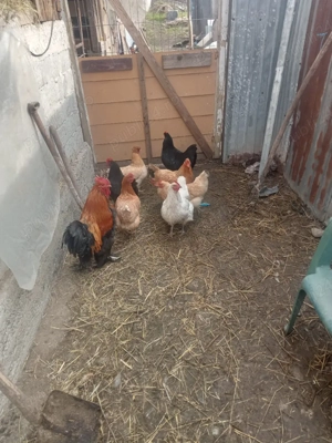 vând șapte găini și un cocoș și cinci rațe și doi rățoi  - imagine 3