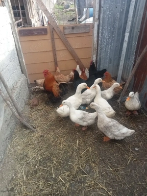 vând șapte găini și un cocoș și cinci rațe și doi rățoi  - imagine 5