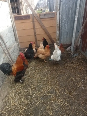 vând șapte găini și un cocoș și cinci rațe și doi rățoi  - imagine 2