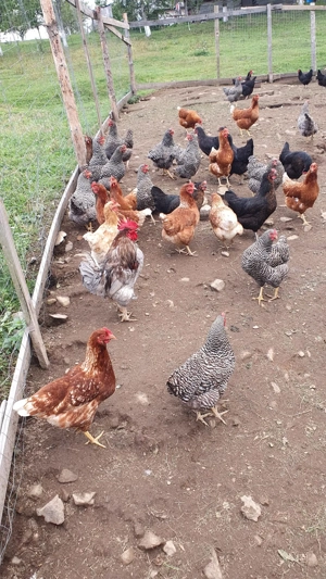 Vând 100 de găini ouătoare - imagine 5