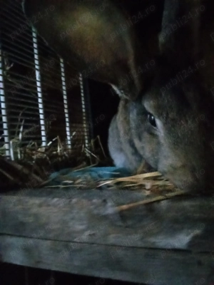 Vând iepuri uriaș german pui