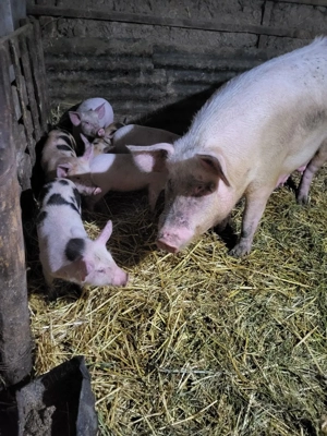 porci de vanzare  - imagine 4