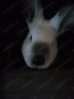 Vând 2 masculi de 5 luni  - imagine 3