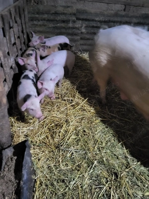 porci de vanzare  - imagine 2