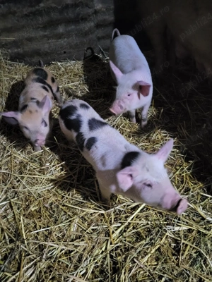 porci de vanzare  - imagine 3