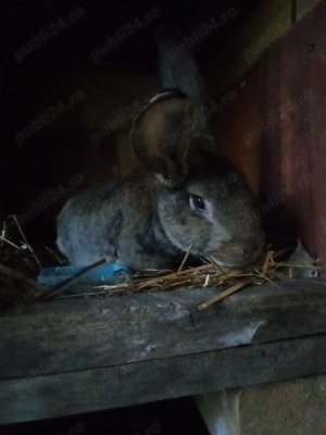 Vând 2 masculi de 5 luni 