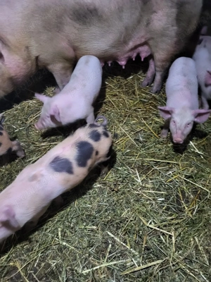 porci de vanzare 