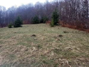 Oportunitate, teren la munte in Apuseni 3,2 ha posibilitate RATE - imagine 15