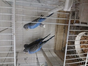 Vând papagali perusi 