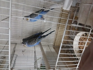 Vând papagali perusi  - imagine 2