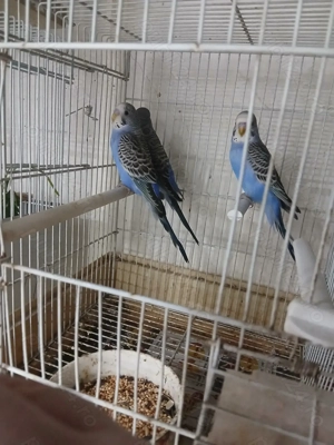 Vând papagali perusi  - imagine 2