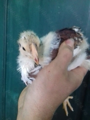 Vând 9 pui Wyandotte porțelan si GSG