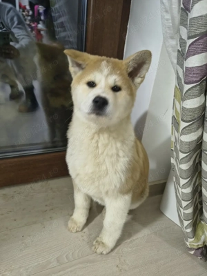 Pui Akita       - imagine 2