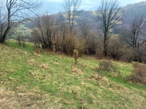 Oportunitate, teren la munte in Apuseni 3,2 ha posibilitate RATE - imagine 18