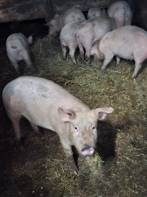 vand purcei crescuti bio - imagine 2