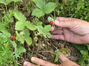 Oportunitate, teren la munte in Apuseni 3,2 ha posibilitate RATE - imagine 6