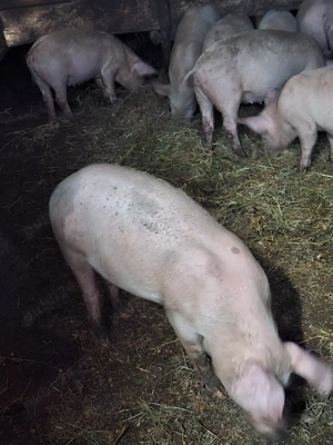 vand purcei crescuti bio