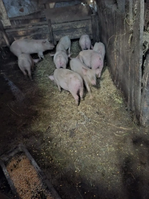 vand purcei crescuti bio - imagine 5